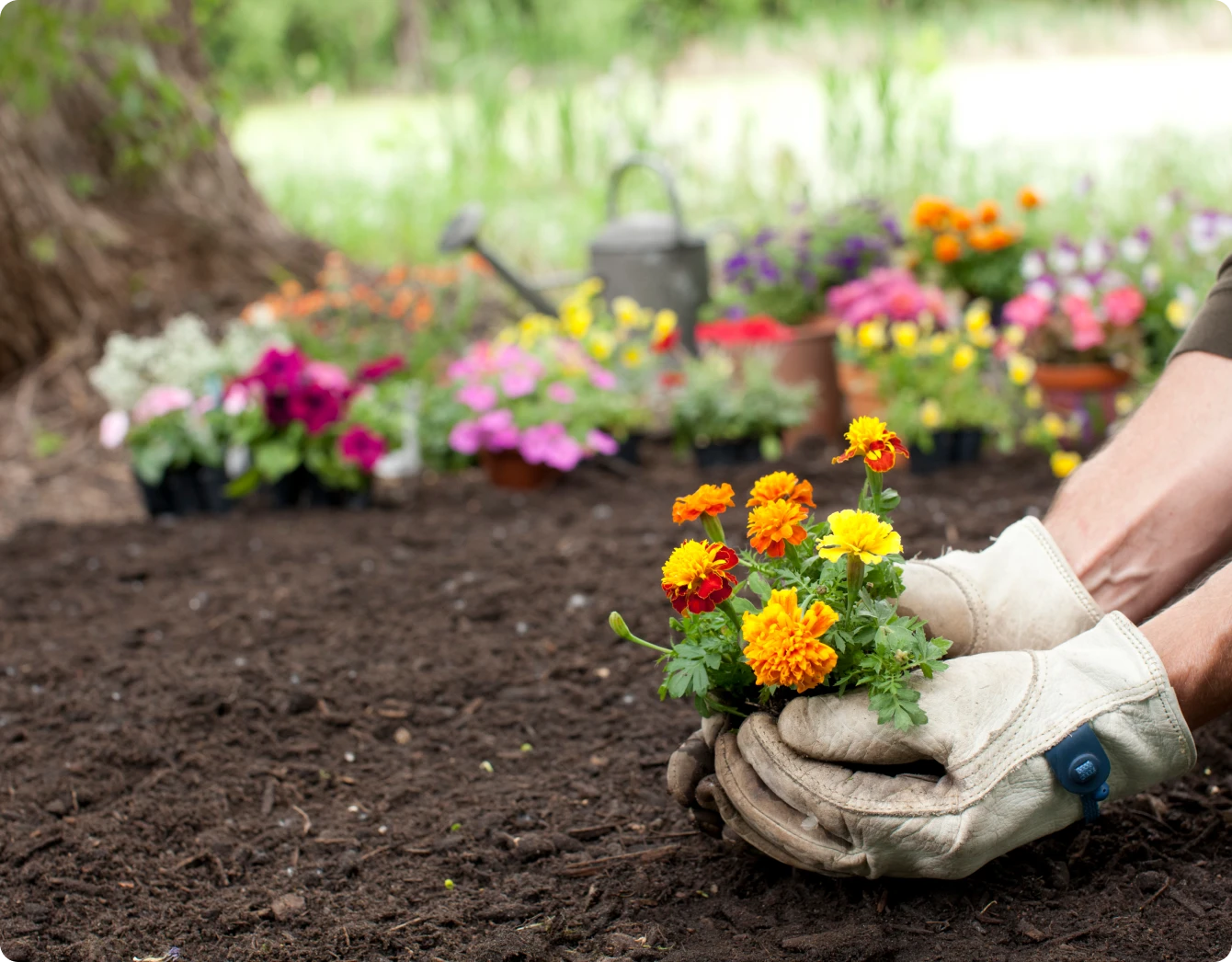 Close-up of gloved hands planting bright marigolds among potted flowers