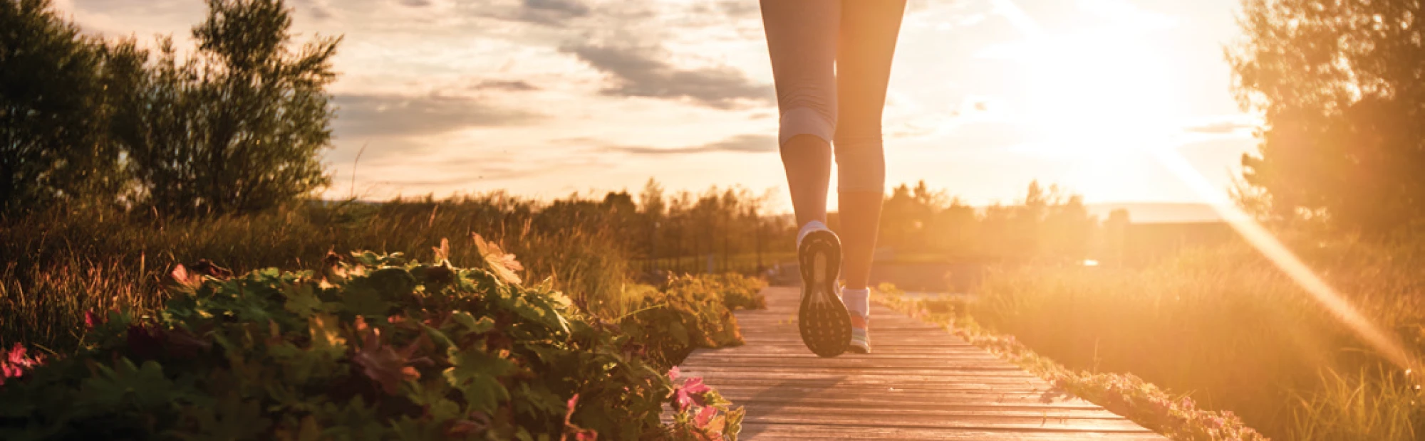 Sunset stroll on scenic boardwalk trail surrounded by plants and golden sunlight