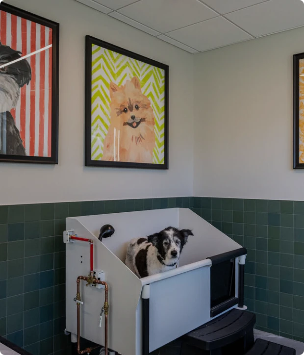 Dog wash station with green tiled walls, raised tub, and framed dog portraits on wall