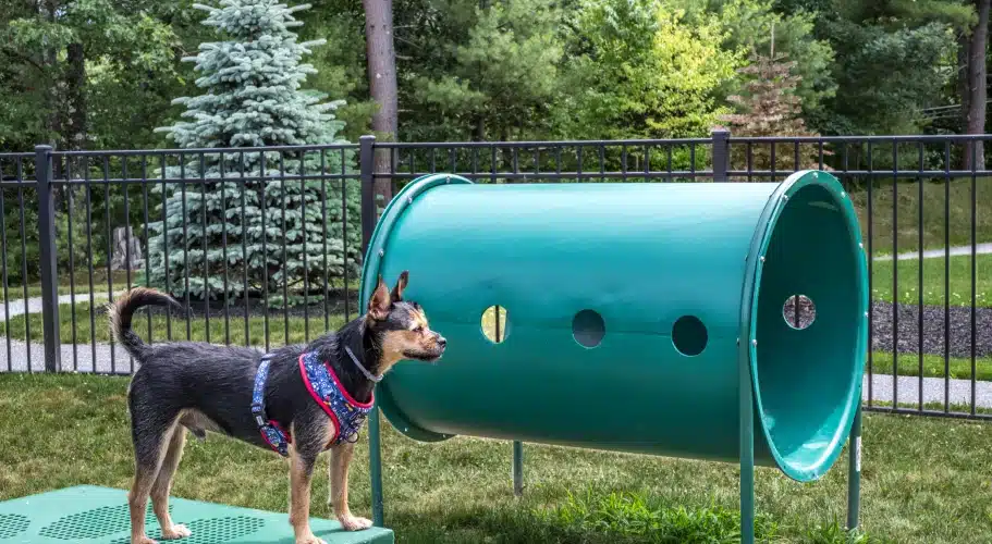 Dog park with agility tunnel and fenced grassy area at The Apartments at Cold Brook Crossing in Sudbury, MA.