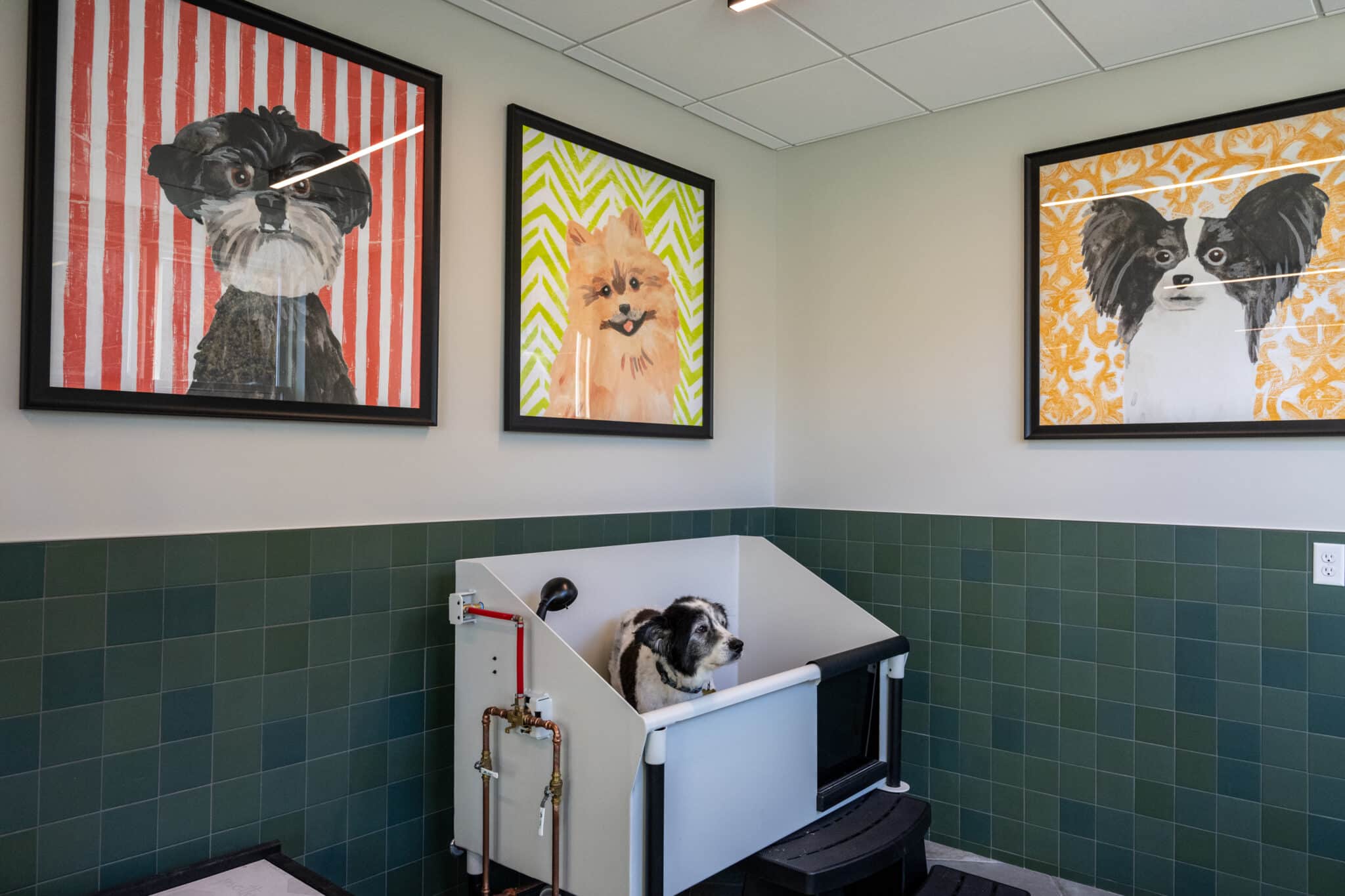 Pet Spa, and dog wash at The Apartments at Cold Brook Crossing